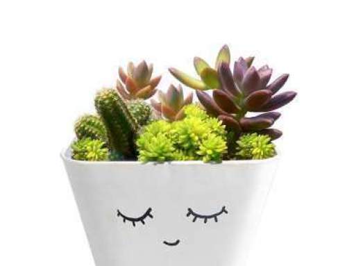 Eco friendly wedding return gifts